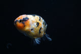 Ranchu  Calico 3.5 Inch (ID#621R9c-68) Free2Day SHIPPING. Please see notes
