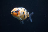 Ranchu  Calico 3.5 Inch (ID#621R9c-68) Free2Day SHIPPING. Please see notes