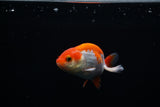 Baby Ranchu  Red White 3 Inch (ID#301R9b-38) Free2Day SHIPPING