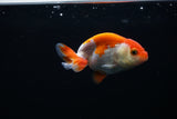 Baby Ranchu  Red White 3 Inch (ID#301R9b-38) Free2Day SHIPPING