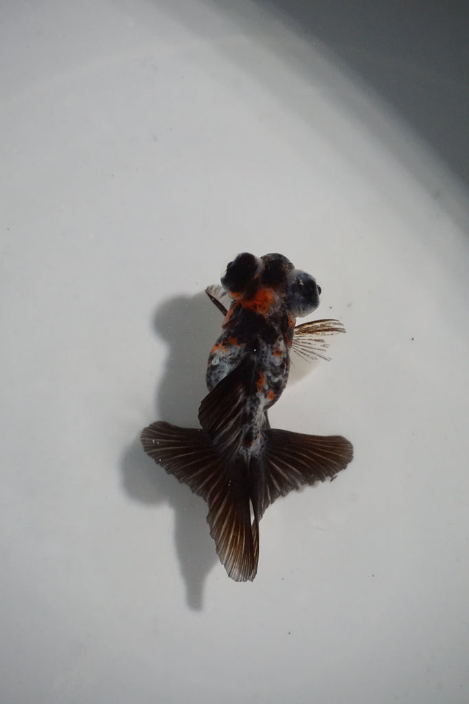 Baby Butterfly  Calico 2.5-3 Inch (Assorted) (Tank9c) Free2Day SHIPPING