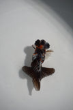 Baby Butterfly  Calico 2.5-3 Inch (Assorted) (Lot7c) Free2Day SHIPPING