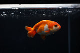 Baby Ranchu  Red White 3 Inch (ID#305R9b-43) Free2Day SHIPPING
