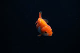 Baby Ranchu  Red White 3 Inch (ID#305R9b-43) Free2Day SHIPPING
