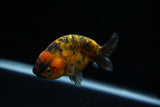 Ranchu  Calico 3.5 Inch (ID#719R5b-56) Free2Day SHIPPING