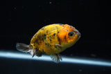 Ranchu  Calico 3.5 Inch (ID#719R5b-56) Free2Day SHIPPING