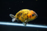 Ranchu  Calico 3.5 Inch (ID#719R5b-56) Free2Day SHIPPING