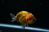 Ranchu  Calico 3.5 Inch (ID#719R5b-56) Free2Day SHIPPING