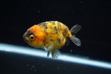 Ranchu  Calico 3.5 Inch (ID#719R5b-56) Free2Day SHIPPING