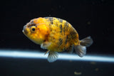 Ranchu  Calico 3.5 Inch (ID#719R5b-56) Free2Day SHIPPING