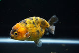 Ranchu  Calico 3.5 Inch (ID#719R5b-56) Free2Day SHIPPING