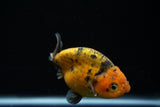 Ranchu  Calico 3 Inch (ID#719R5b-59) Free2Day SHIPPING