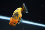 Ranchu  Calico 3 Inch (ID#719R5b-59) Free2Day SHIPPING