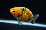 Ranchu  Calico 3 Inch (ID#719R5b-59) Free2Day SHIPPING