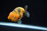 Ranchu  Calico 3 Inch (ID#719R5b-59) Free2Day SHIPPING