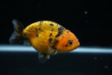 Ranchu  Calico 3 Inch (ID#719R5b-59) Free2Day SHIPPING