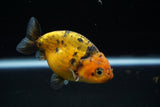 Ranchu  Calico 3 Inch (ID#719R5b-59) Free2Day SHIPPING