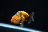 Ranchu  Calico 3 Inch (ID#719R5b-59) Free2Day SHIPPING