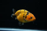 Ranchu  Calico 3 Inch (ID#719R5b-59) Free2Day SHIPPING