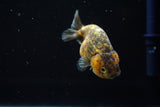 Ranchu  Calico 3 Inch (ID#723R5b-54) Free2Day SHIPPING