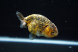 Ranchu  Calico 3 Inch (ID#723R5b-54) Free2Day SHIPPING