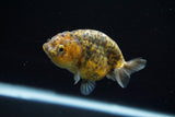 Ranchu  Calico 3 Inch (ID#723R5b-54) Free2Day SHIPPING