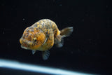 Ranchu  Calico 3 Inch (ID#723R5b-54) Free2Day SHIPPING