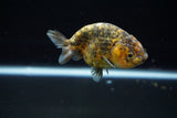 Ranchu  Calico 3 Inch (ID#723R5b-54) Free2Day SHIPPING