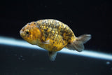 Ranchu  Calico 3 Inch (ID#723R5b-54) Free2Day SHIPPING