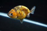 Ranchu  Calico 3.5 Inch (ID#723R5b-55) Free2Day SHIPPING