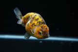 Ranchu  Calico 3.5 Inch (ID#723R5b-55) Free2Day SHIPPING