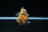 Ranchu  Calico 3.5 Inch (ID#723R5b-55) Free2Day SHIPPING