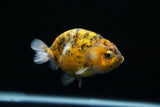 Ranchu  Calico 3.5 Inch (ID#723R5b-55) Free2Day SHIPPING