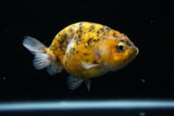 Ranchu  Calico 3.5 Inch (ID#723R5b-55) Free2Day SHIPPING