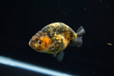 Ranchu  Calico 3 Inch (ID#723R5b-56) Free2Day SHIPPING