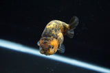 Ranchu  Calico 3 Inch (ID#723R5b-56) Free2Day SHIPPING