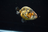 Ranchu  Calico 3 Inch (ID#723R5b-56) Free2Day SHIPPING