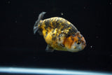 Ranchu  Calico 3 Inch (ID#723R5b-56) Free2Day SHIPPING