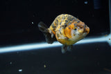 Ranchu  Calico 3 Inch (ID#723R5b-56) Free2Day SHIPPING