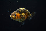 Ranchu  Calico 3 Inch (ID#723R5b-56) Free2Day SHIPPING