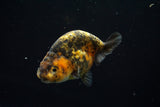 Ranchu  Calico 3 Inch (ID#723R5b-56) Free2Day SHIPPING