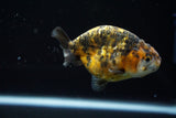 Ranchu  Calico 3 Inch (ID#723R5b-56) Free2Day SHIPPING