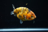 Ranchu  Calico 3.5 Inch (ID#723R5b-58) Free2Day SHIPPING