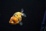 Ranchu  Calico 3.5 Inch (ID#723R5b-58) Free2Day SHIPPING