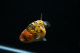 Ranchu  Calico 3.5 Inch (ID#723R5b-58) Free2Day SHIPPING