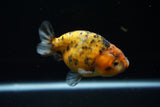 Ranchu  Calico 3.5 Inch (ID#723R5b-58) Free2Day SHIPPING