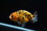 Ranchu  Calico 3.5 Inch (ID#723R5b-58) Free2Day SHIPPING