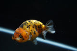 Ranchu  Calico 3.5 Inch (ID#723R5b-58) Free2Day SHIPPING