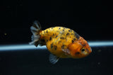 Ranchu  Calico 3.5 Inch (ID#723R5b-58) Free2Day SHIPPING