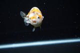 Ranchu  Calico 3 Inch (ID#723R5b-59) Free2Day SHIPPING